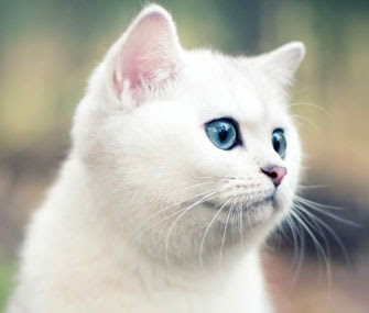 Cute and Pet Animals: White Cats With Blue Eyes