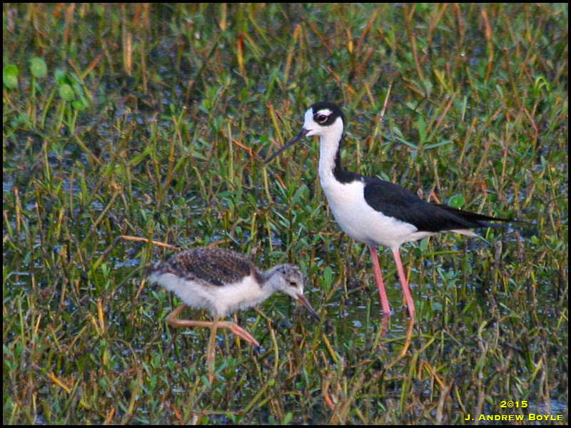 Black-necked Stilt Black-necked Stilt
