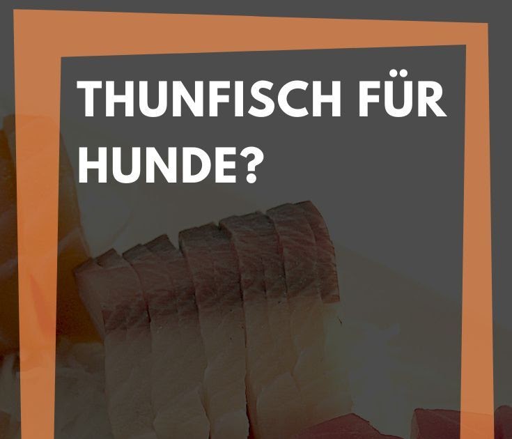 Ideen fur Dürfen Hunde Thunfisch Essen