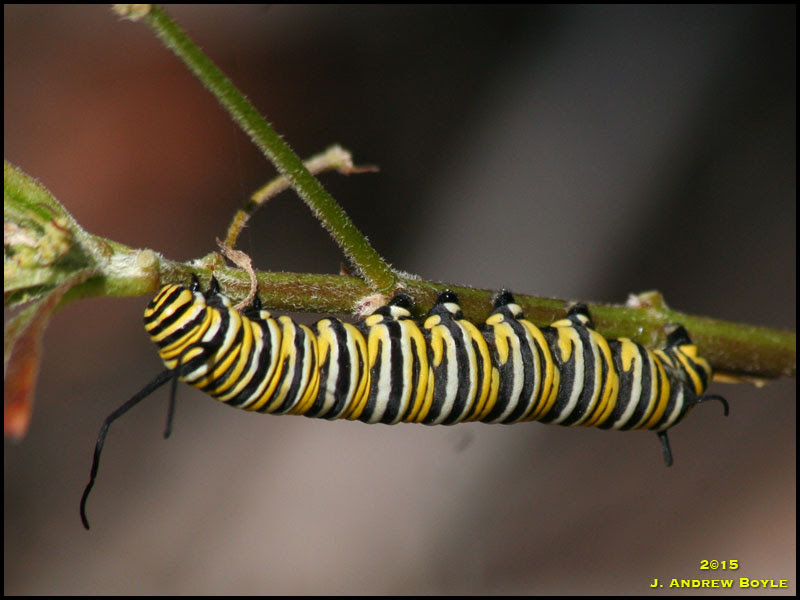 Monarch Monarch