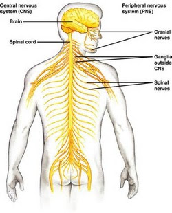 How Does The Circulatory System Work With The Nervous System