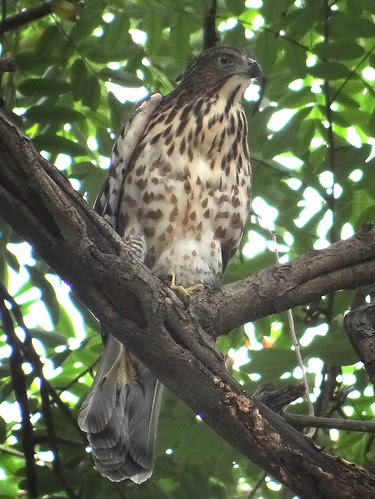 鳳頭蒼鷹/無限台南