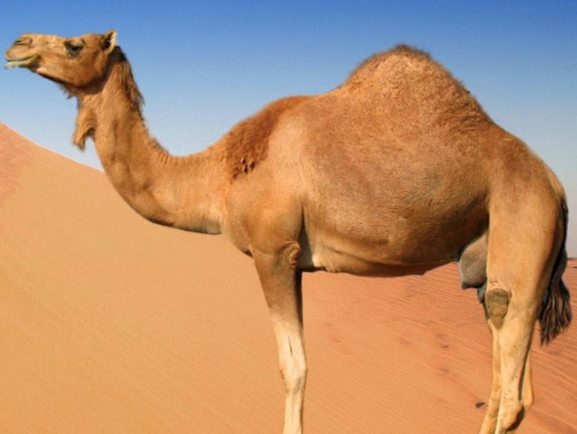 How Is A Camel Able To Eat A Cactus - Does it hurt camels to eat cactus