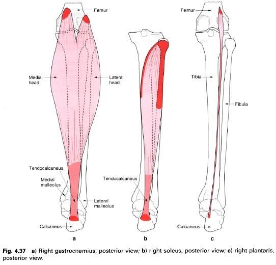 Complete Soccer Training: Muscles plantarflexing the ankle joint