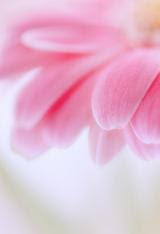 すべての花の画像 ベスト50 ピンク ガーベラ 壁紙 Iphone