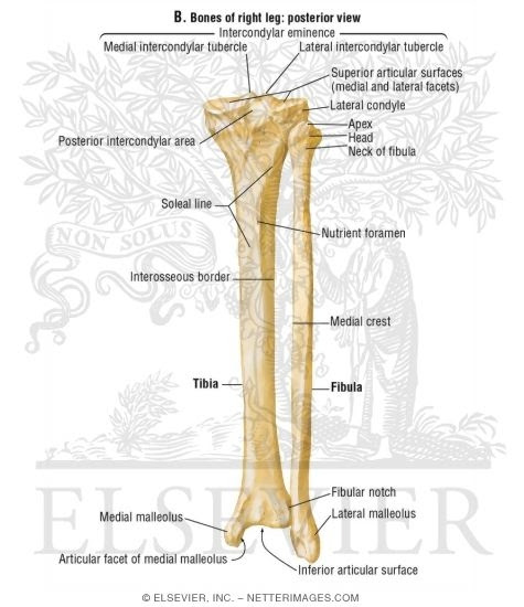 Right Leg Bone Diagram - Leg Anatomy : Pobierz to zdjęcie infographic