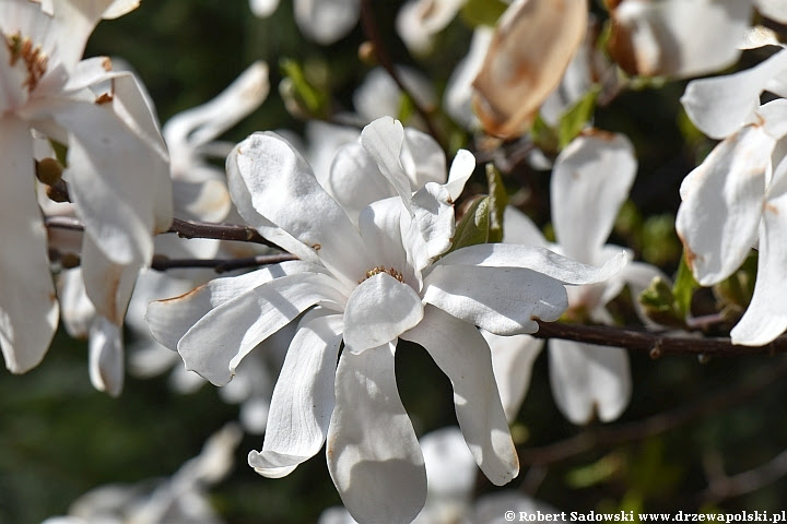 Kwiaty - magnolia gwiaździsta Magnolia gwiaździsta