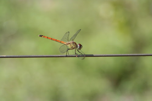 Resting Dragon Fly