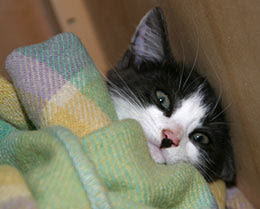 Kitty with a Hitler moustache