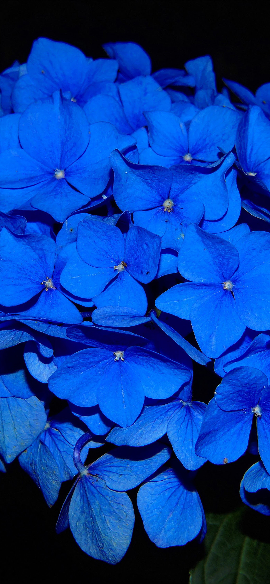 Blue Wallpaper Flowers / Blue Flower Backgrounds Wallpaper Cave / This