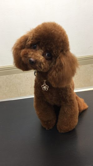 綺麗なプードル 可愛い カット 最高の動物画像