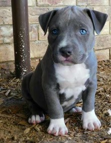 Pitbull Gris Au Yeux Bleu Sema