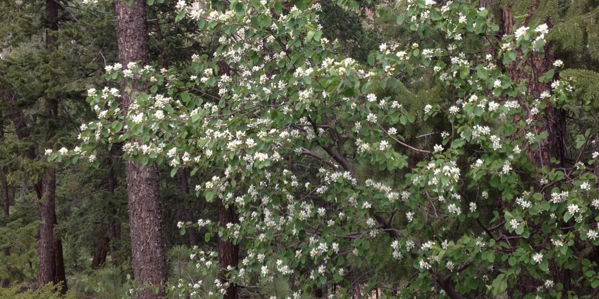 Flowering Trees Colorado Zone DoubleFlowering Plum