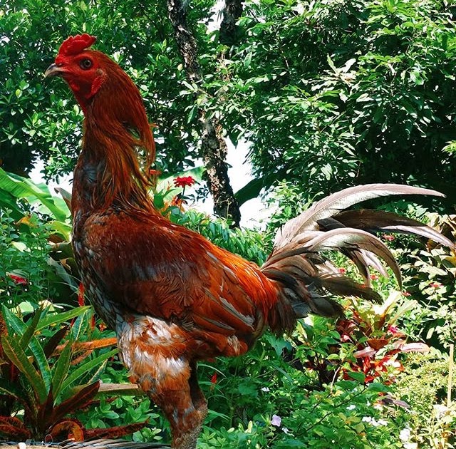Gambar Ayam Ninja Ayam Bangkok F1 Shopee Indonesia Tetapi banyak
