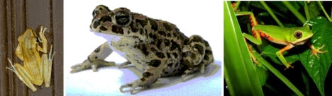 Katak Pohon - Katak Air - Katak Terbang