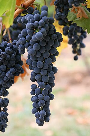 Wine grapes.