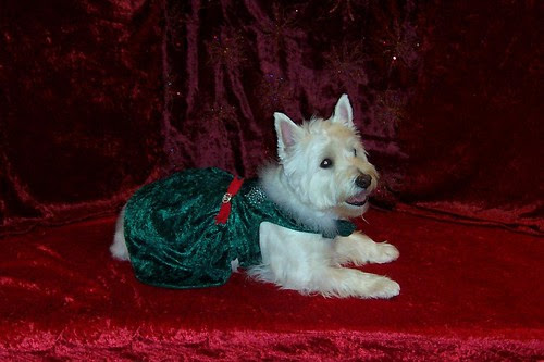 Barkettes Costume-Keli