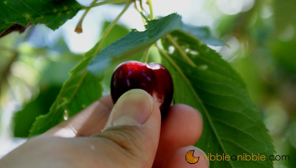best photos 2 share Cherry Picking in Leona Valley