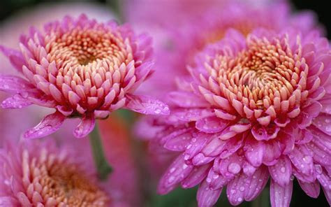 Chrysanthemum Beautiful Pink Flower Drops Water Nature Hd Chrysanthemum Beautiful Pink Flower Drops Water Nature Hd