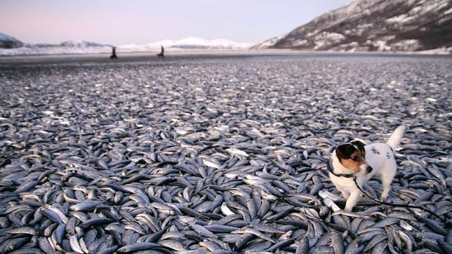 Miles de peces aparecen muertos en una playa de Noruega sin explicación Miles de peces aparecen muertos en una playa de Noruega sin explicación
