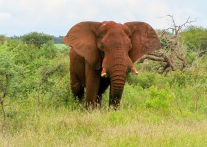 Elefante