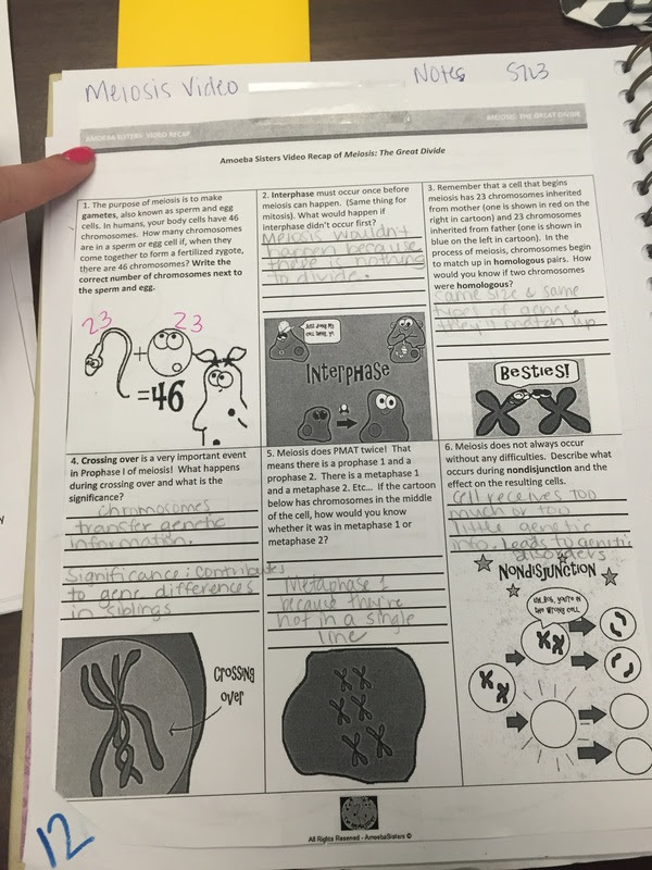 amoeba-sisters-cellular-respiration-worksheet-answers