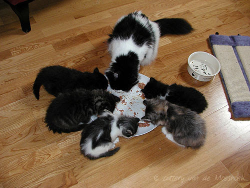 samen eten