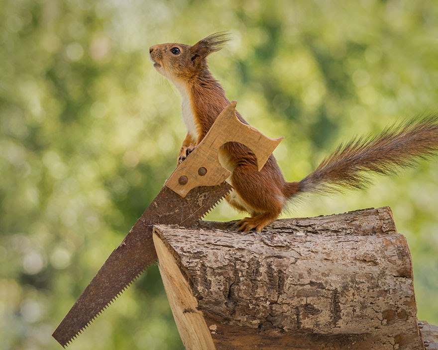 cute-squirrel-photography-geert-weggen-8