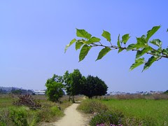 無限台南/寬腹螳螂