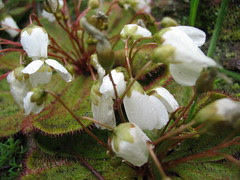 carniverous plants
