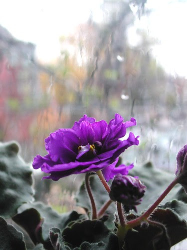 Violet