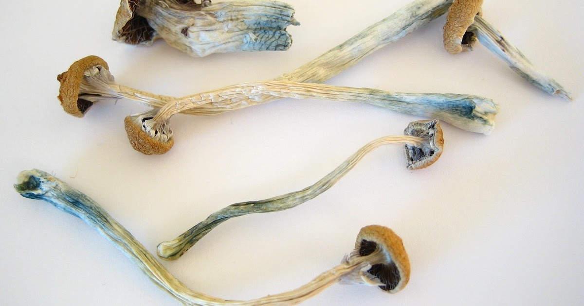 Moldy Magic Mushrooms - All Mushroom Info