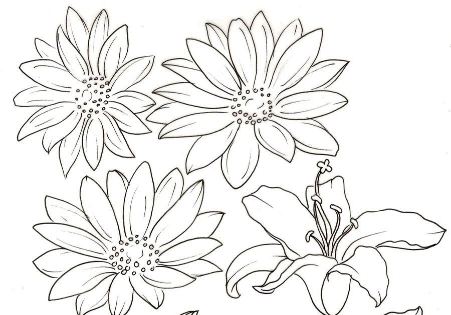 The Best 19 Stargazer Lily Drawing Outline - aboutdesignmeasure