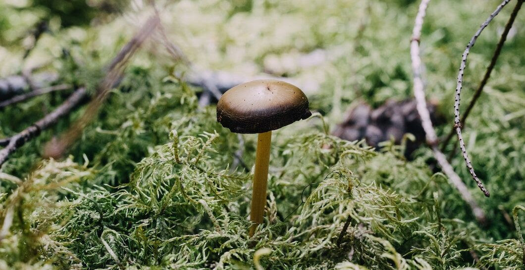 Plusieurs études scientifiques ont prouvé l'efficacité des champignons magiques dans le traitement de l'anxiété et de la dépression. | Hatham via Unsplash