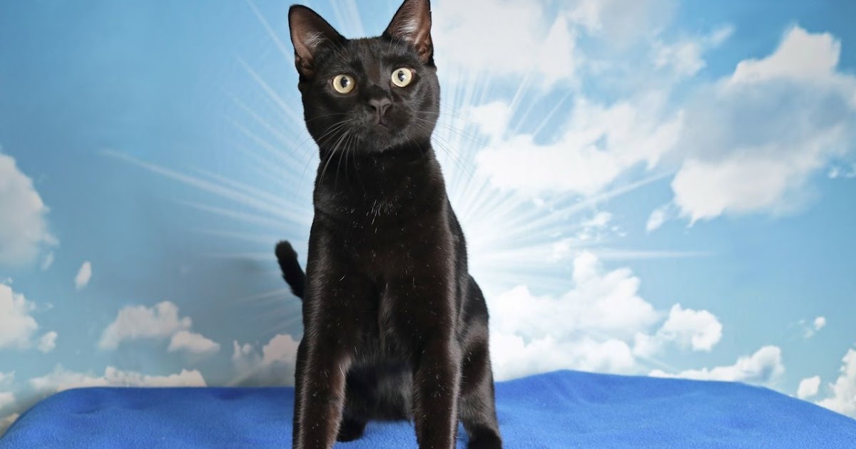Barn Cats For Adoption In Maine alycennews