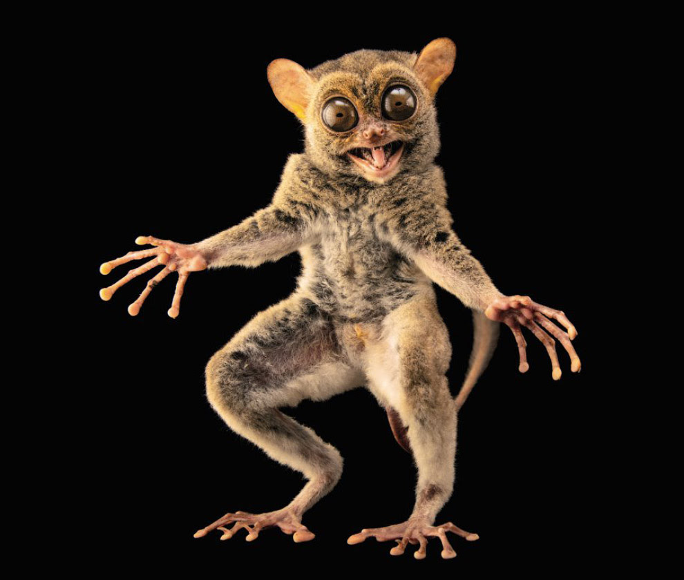 Западный долгопят, Tarsius bancanus boreanus (уязвимые, VU):