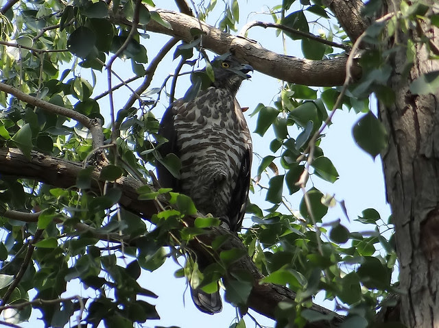 鳳頭蒼鷹/無限台南