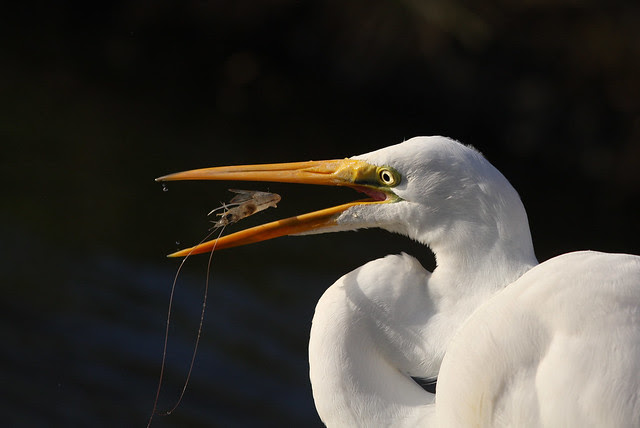 Great Egret with Prey