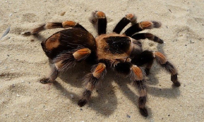 Giống như một số loài động vật, nhện Tarantula lột xác khi trưởng thành Giống như một số loài động vật, nhện Tarantula lột xác khi trưởng thành