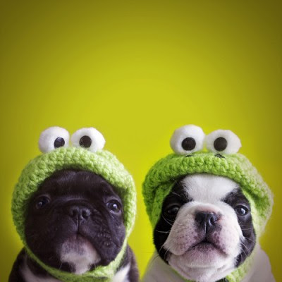 bulldogs crochet frog hats