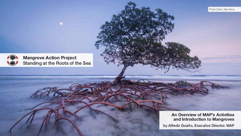 mangrove-action-project-presentation-1-1024.jpg?cb=1424228039 mangrove-action-project-presentation-1-1024.jpg?cb=1424228039