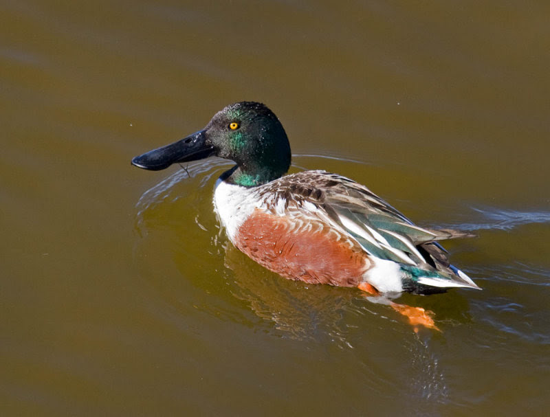 Northern Shoveler Northern Shoveler
