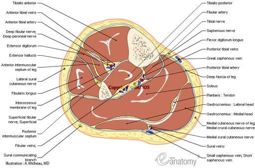 Cross Section Of A Bone : Clinical anatomy of the head - презентация