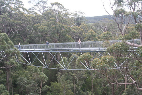 Valley of the Giants Aerial Walk