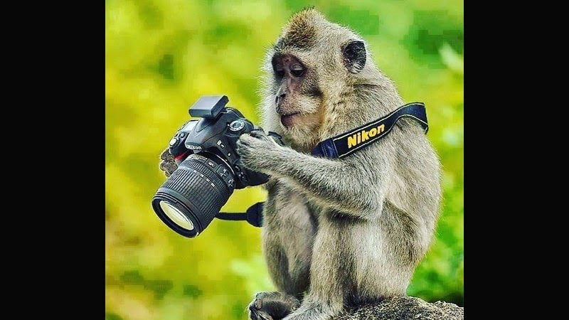 Fantastis 22+ Gambar Lucu Monyet Photographer - Richa Gambar
