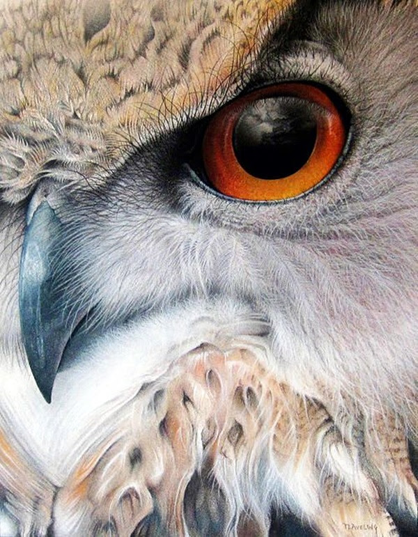 color pencil drawing Examples (16)