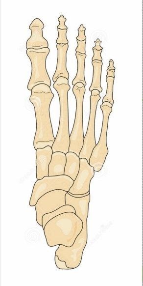 Thieme : Unlabeled Foot Bone Anatomy | Foot bone anatomy, Anatomy