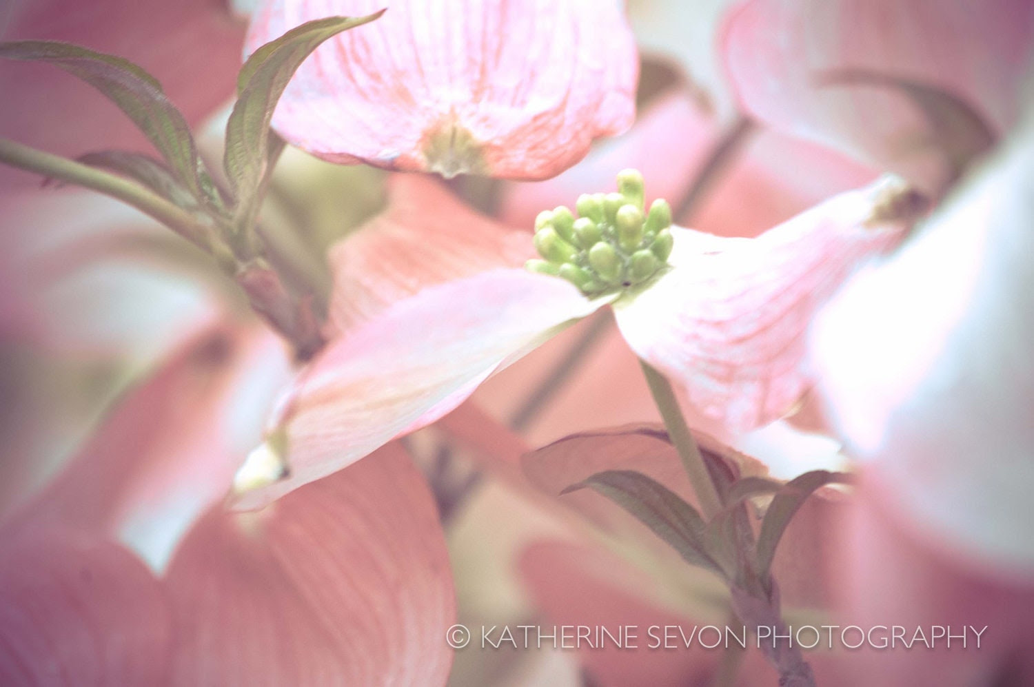 Nature Photography - Flower Photography - Pink Dogwood Flowers - 8x12 Photo Print