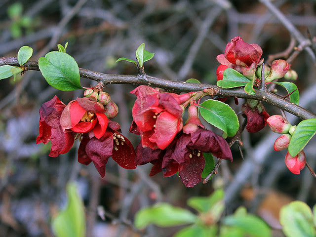 Chaenomeles x superba