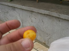 kumquat